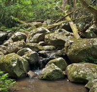 Booyong walking track - Hotel NSW