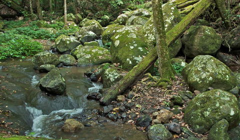 Booyong Walking Track - Hotel NSW 2