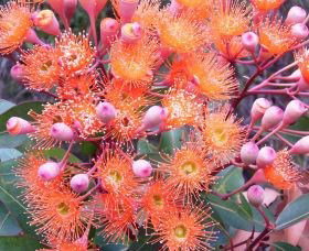 Peaceful Bay - Hotel NSW 2