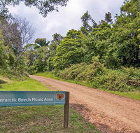Antarctic Beech picnic area - Hotel NSW