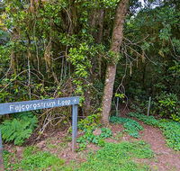 Falcorostrum loop walking track - Hotel NSW