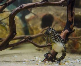 Irukandji Shark And Ray Encounters - Hotel NSW 2