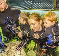 Irukandji Shark and Ray Encounters - Hotel NSW