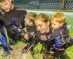 Irukandji Shark And Ray Encounters - Hotel NSW 0