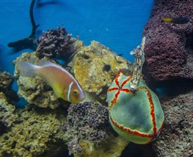 Irukandji Shark And Ray Encounters - Hotel NSW 6