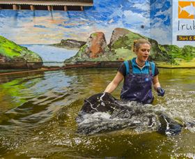 Irukandji Shark And Ray Encounters - Hotel NSW 7