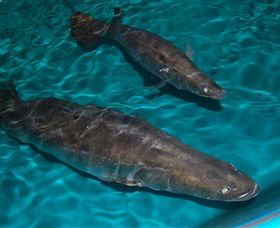 Cookabarra Restaurant And Function Centre - Tailor Made Fish Farms - Hotel NSW 7