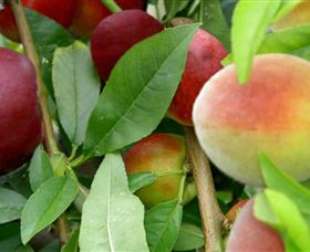 Kundabung NSW Hotel NSW