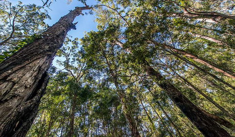 Brimbin Nature Reserve - Hotel NSW 3