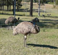 Glen Ian Ostrich and Emu Farm - Hotel NSW