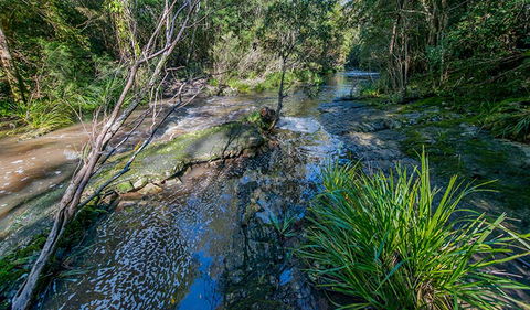 Dawson River Walking Track - Hotel NSW 0