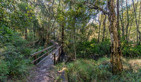 Dawson River Walking Track - Hotel NSW 1