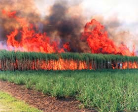 Reeves Family Sugar Cane Farm - Hotel NSW 0