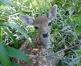 Mesopotamia Lodge Deer Park - Hotel NSW 0