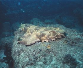 Scottish Prince Dive Site - Hotel NSW 0