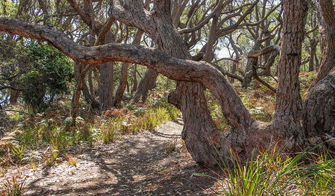 Middle Lagoon Walking Track - Hotel NSW 2
