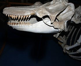 Killer Whale Trail - Hotel NSW 3