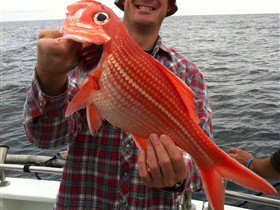 Goin' Off Safaris - Hotel NSW 1