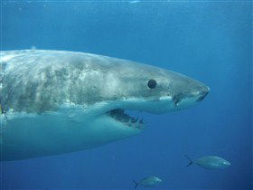 Goin' Off Safaris - Hotel NSW 3