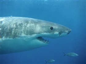 Goin' Off Safaris - Hotel NSW 6