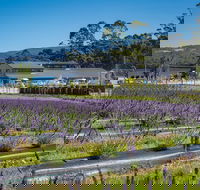 Private Tasman Peninsula Cruise Ship Tour from Port Arthur - Hotel NSW