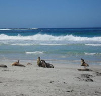 Kangaroo Island in a Day Tour from Adelaide - Hotel NSW