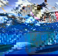 White Shark Tour with Optional Cage Dive from Port Lincoln - Hotel NSW