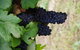 Barossa Valley Wineries Tour With Tastings And Lunch From Adelaide - thumb 5