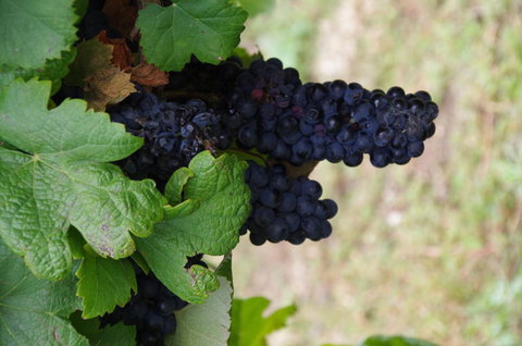 Barossa Valley Wineries Tour With Tastings And Lunch From Adelaide - Hotel NSW 5