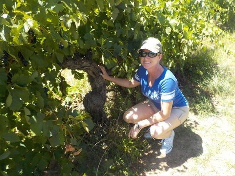 Barossa Valley Wineries Tour With Tastings And Lunch From Adelaide - Hotel NSW 11
