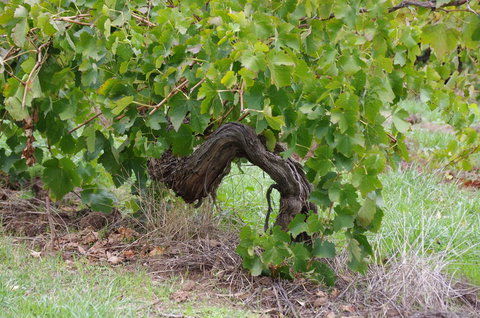 Barossa Valley Wineries Tour With Tastings And Lunch From Adelaide - Hotel NSW 7