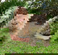 Croc Express to Australia Zoo from Brisbane - Hotel NSW