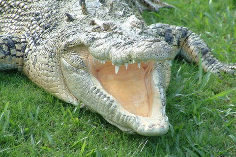 Croc Express To Australia Zoo From Brisbane - Hotel NSW 10