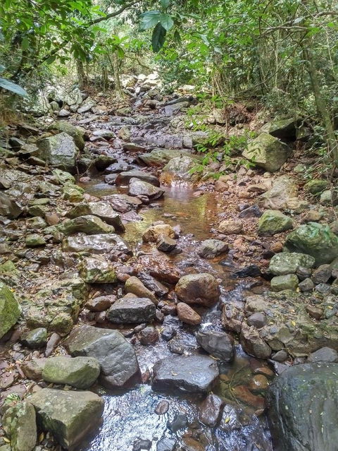 Springbrook AndTamborine Rainforest Tour Incl Natural Bridge And Glow Worm Cave - Hotel NSW 4