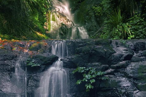 Springbrook AndTamborine Rainforest Tour Incl Natural Bridge And Glow Worm Cave - Hotel NSW 1