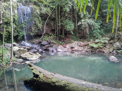 Springbrook AndTamborine Rainforest Tour Incl Natural Bridge And Glow Worm Cave - Hotel NSW 3