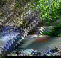 Springbrook andTamborine Rainforest Tour Incl Natural Bridge and Glow Worm Cave - Hotel NSW