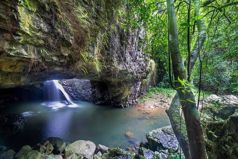Springbrook AndTamborine Rainforest Tour Incl Natural Bridge And Glow Worm Cave - Hotel NSW 0