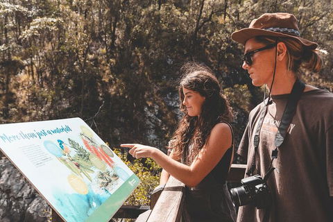 Springbrook AndTamborine Rainforest Tour Incl Natural Bridge And Glow Worm Cave - Hotel NSW 18