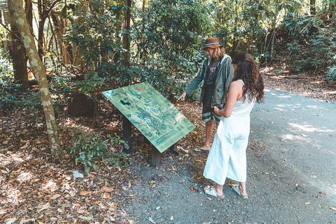 Springbrook AndTamborine Rainforest Tour Incl Natural Bridge And Glow Worm Cave - Hotel NSW 16
