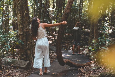 Springbrook AndTamborine Rainforest Tour Incl Natural Bridge And Glow Worm Cave - Hotel NSW 12