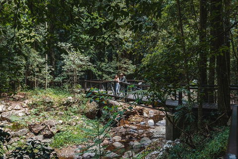 Springbrook AndTamborine Rainforest Tour Incl Natural Bridge And Glow Worm Cave - Hotel NSW 19