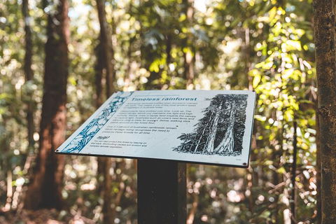 Springbrook AndTamborine Rainforest Tour Incl Natural Bridge And Glow Worm Cave - Hotel NSW 14