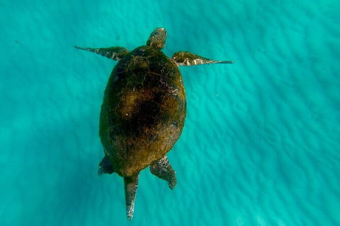 Moreton Island Day Trip (Kayak, Snorkel & Sandboard) Frm Brisbane Or Gold Coast - Hotel NSW 9