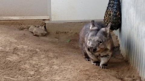 Lone Pine Koala Sanctuary Day Pass - Hotel NSW 7