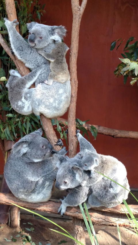 Lone Pine Koala Sanctuary Day Pass - Hotel NSW 2