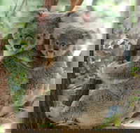 Lone Pine Koala Sanctuary Day Pass - Hotel NSW