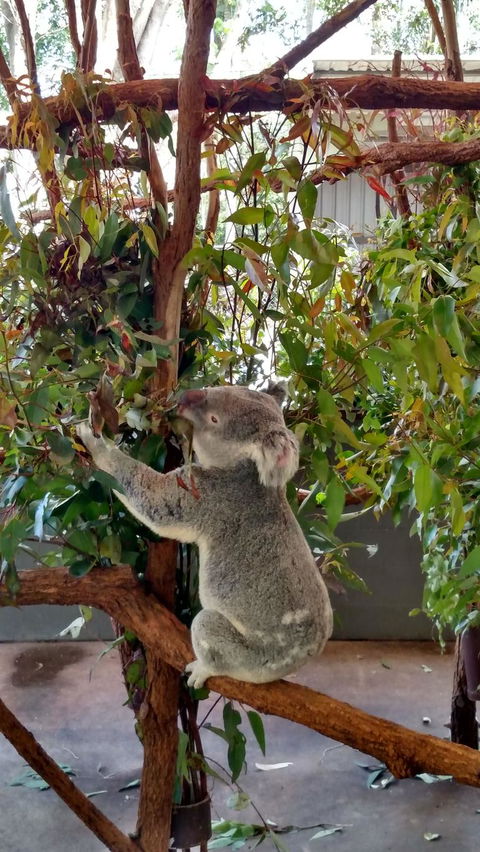 Lone Pine Koala Sanctuary Day Pass - Hotel NSW 5