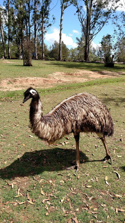 Lone Pine Koala Sanctuary Day Pass - Hotel NSW 8