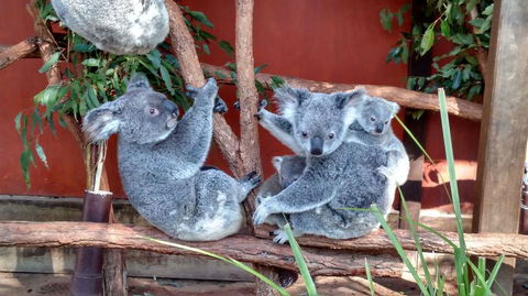 Lone Pine Koala Sanctuary Day Pass - Hotel NSW 3